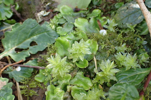 Palm-tree Moss (Plagiomnium undulatum)