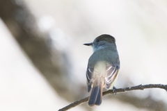 Myiarchus tuberculifer