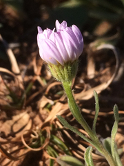 Erigeron bellidiastrum