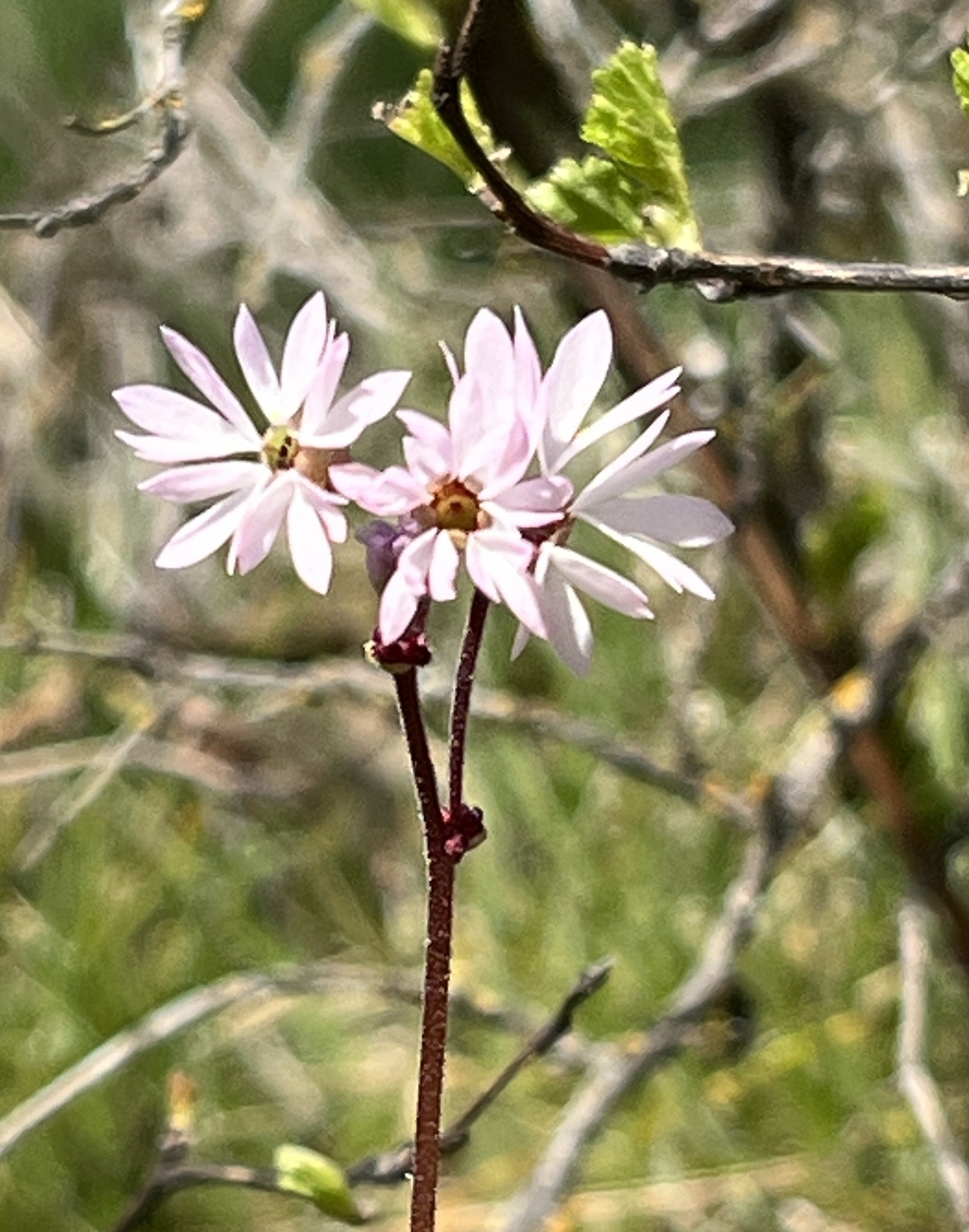 Bulbous Woodland Star (Lithophragma glabrum)