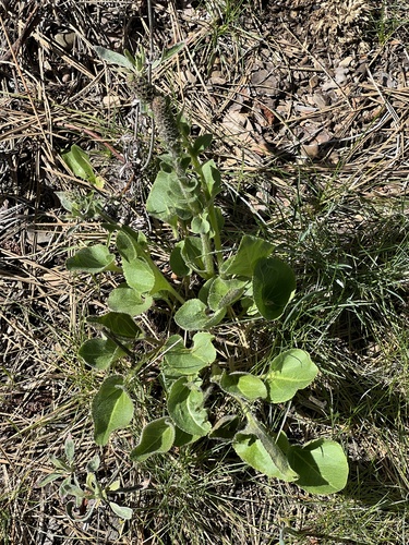 Red Besseya (Veronica rubra)