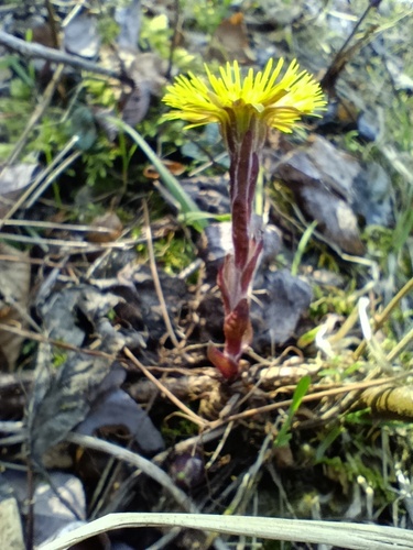 colt's-foot