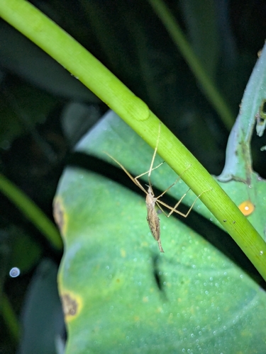 Spider Cranefly
