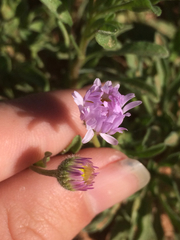 Erigeron bellidiastrum