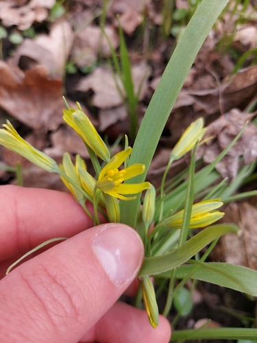 Yellow Star-of-Bethlehem (Gagea lutea)
