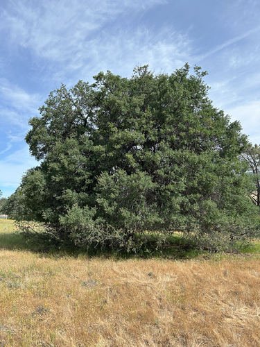 blue oak (Quercus douglasii)