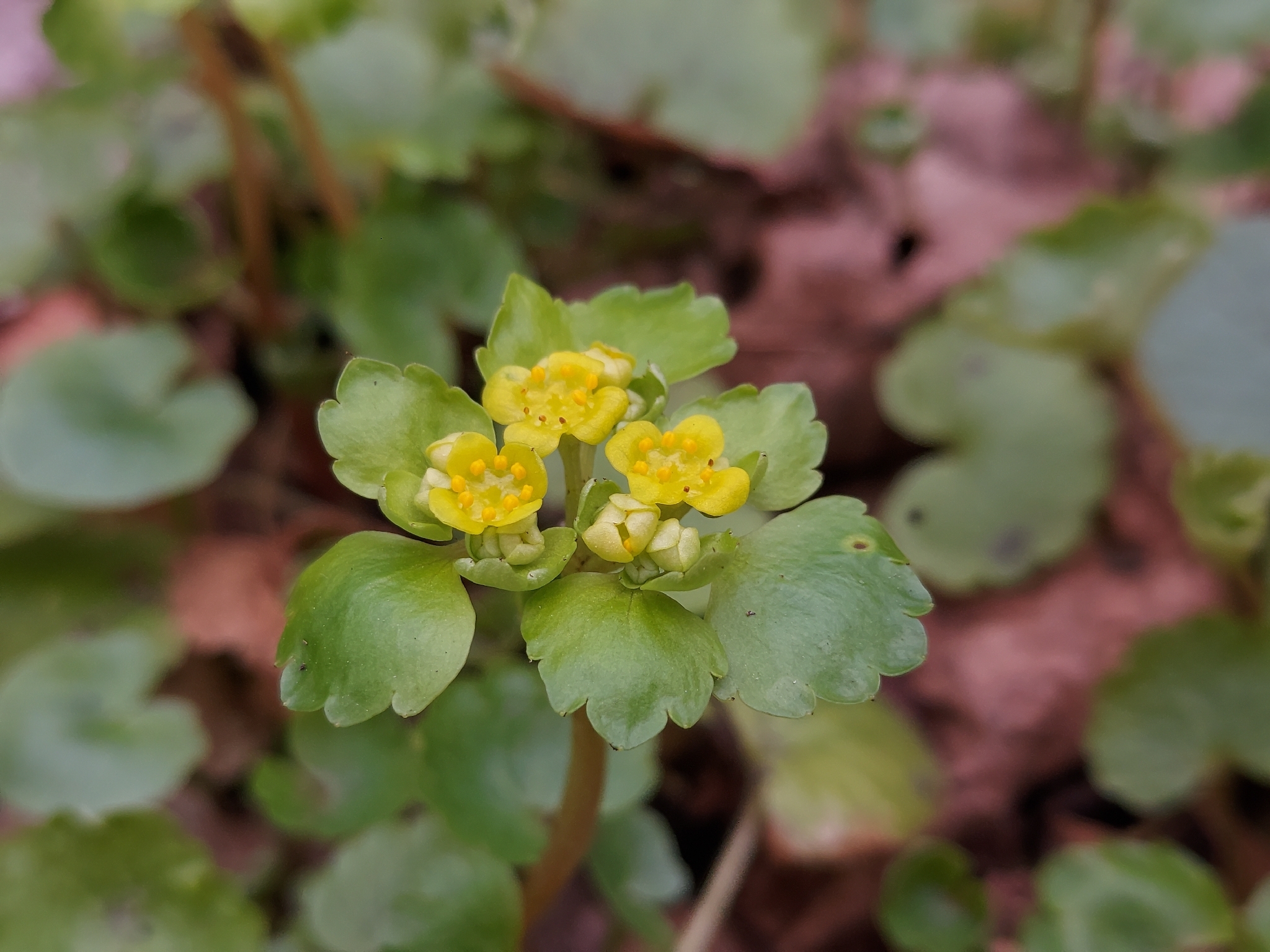 Alternate-Leaved Golden-Saxifrage (Chrysosplenium alternifolium)