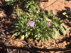 Erigeron bellidiastrum