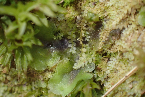 Notched pouchwort (Asperifolia arguta)