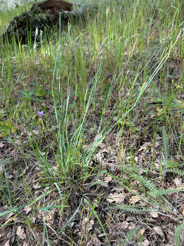western blue-eyed grass (Sisyrinchium bellum)