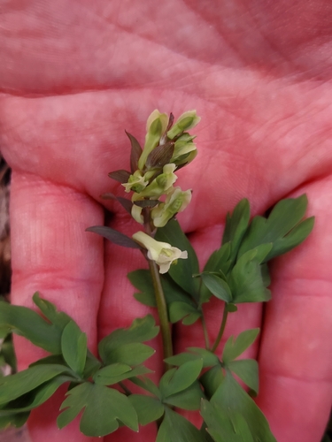 Hollowroot (Corydalis cava)