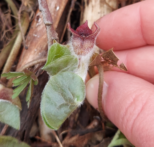 European Wild Ginger (Asarum europaeum)