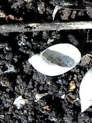 Pseudosuccinea columella