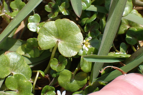 Ivy-leaved Crowfoot (Ranunculus hederaceus)