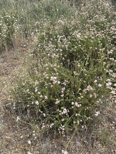 California Buckwheat (Eriogonum fasciculatum)