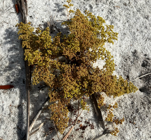 paper nailwort (Paronychia chartacea)