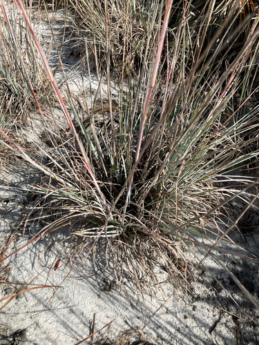 Chalky Bluestem (Anatherum capillipes)