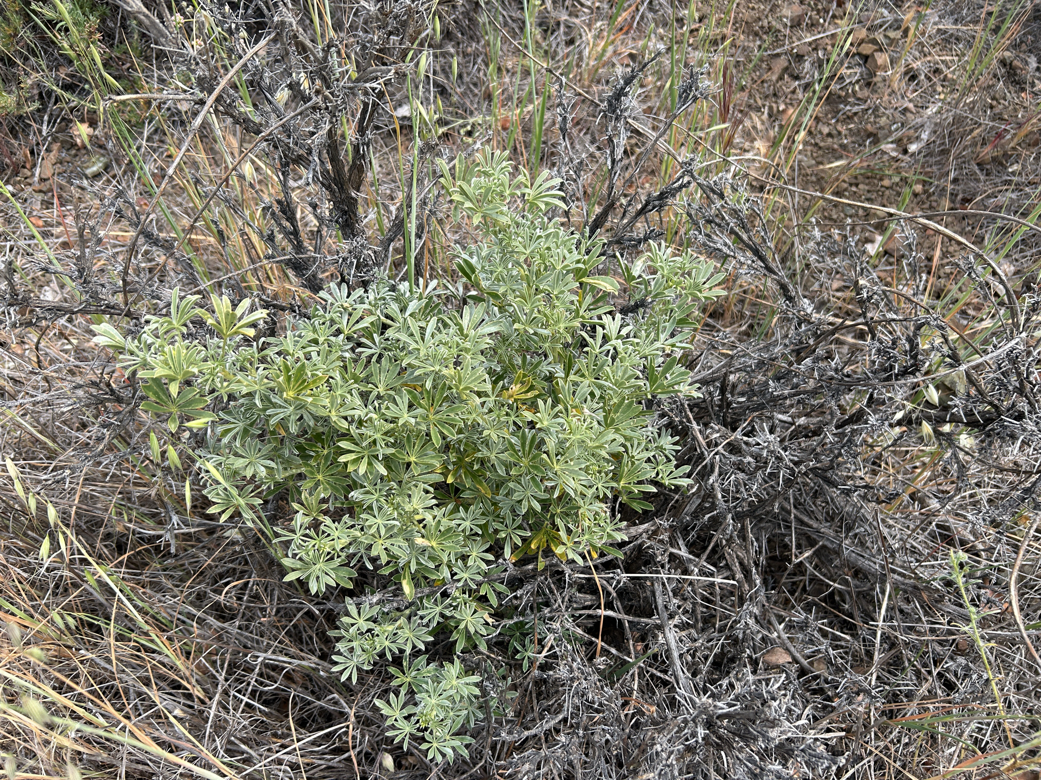 Silver Bush Lupine (Lupinus albifrons)