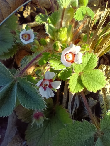 Pink Barren-strawberry