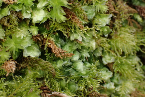 Shining Hookeria (Hookeria lucens)