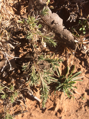 Chaetopappa ericoides