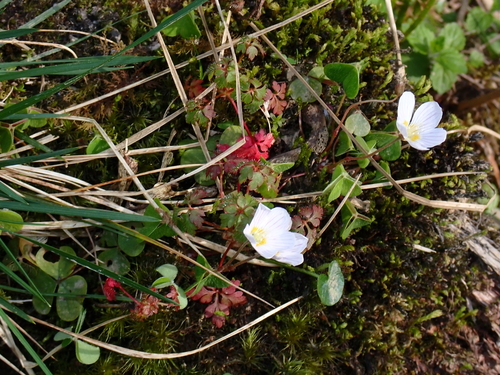 Wood-Sorrel (Oxalis acetosella)
