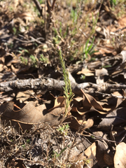 Chaetopappa ericoides