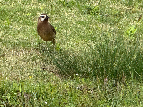 White-browed Laughingthrush