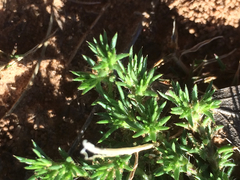 Loeflingia squarrosa