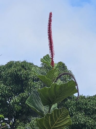 ortegon (Coccoloba rugosa)