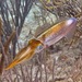 Caribbean Reef Squid - Photo (c) Matteo Cassella, some rights reserved (CC BY-NC), uploaded by Matteo Cassella