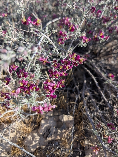 Littleleaf Rhatany (Krameria erecta)