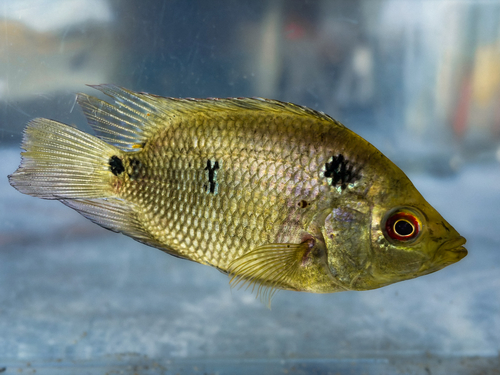Drievlek-cichlide (Cichlasoma trimaculatum) — Cichlidae