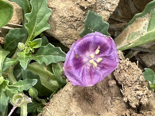 purple groundcherry (Quincula lobata)