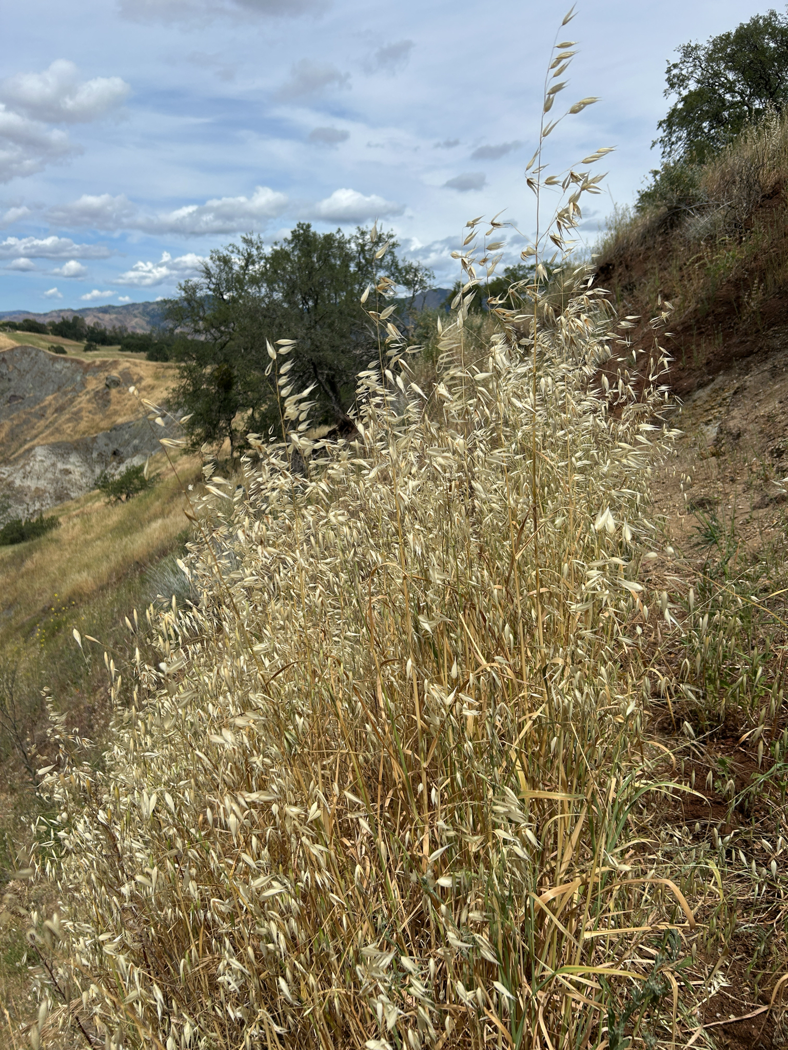 Wild Oat (Avena fatua)