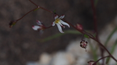 Nemacladus orientalis