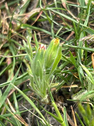 Blow Wives (Achyrachaena mollis)