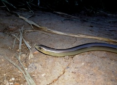 Ophiodes fragilis