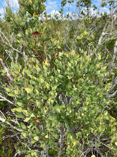 Tarflower (Bejaria racemosa)