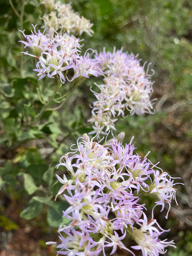 garberia (Garberia heterophylla)