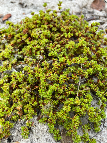 Coastalplain Nailwort (Paronychia herniarioides)