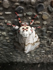 Lymantria mathura subpallida