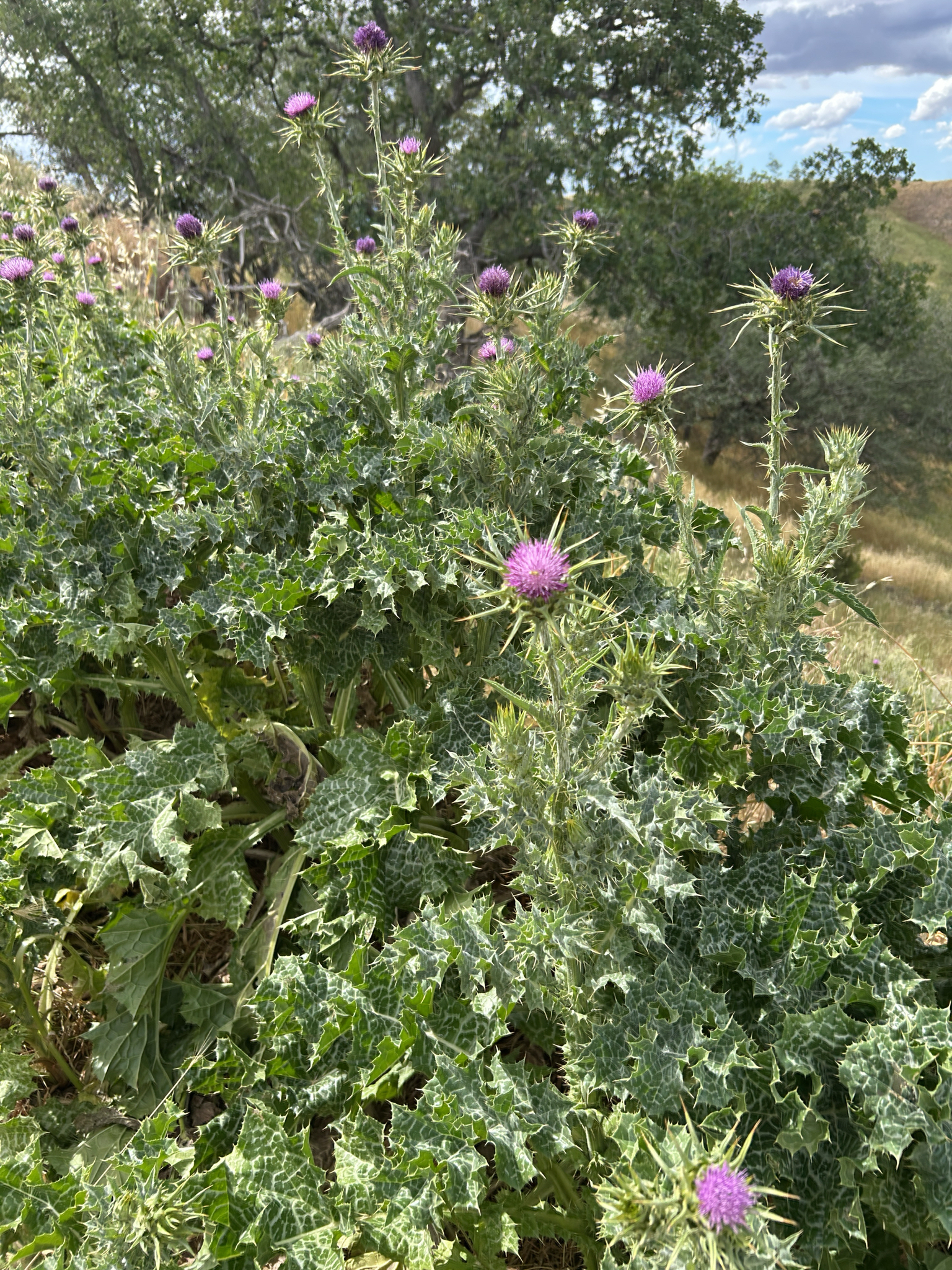 Blessed Milkthistle (Silybum marianum)