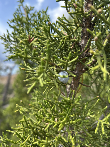 California juniper (Juniperus californica)