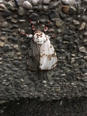 Lymantria mathura subpallida