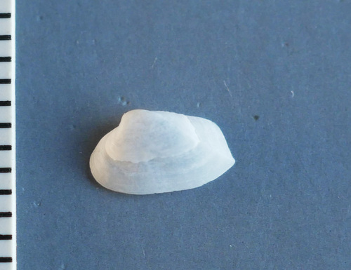 Corbula zelandica observed 2025-09-25