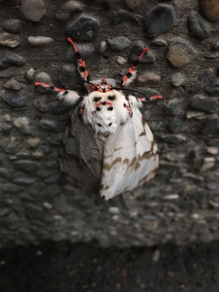 Lymantria mathura subpallida from Taitung, TW-TA, TW on March 15, 2020 ...