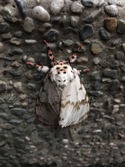 Lymantria mathura subpallida