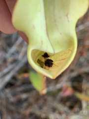 Exyra semicrocea