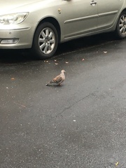 Streptopelia orientalis